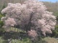 越代の桜