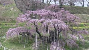 三春滝桜