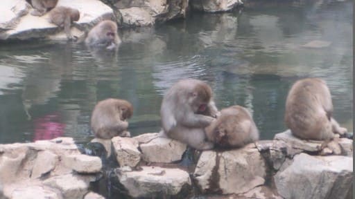 地獄谷野猿公苑