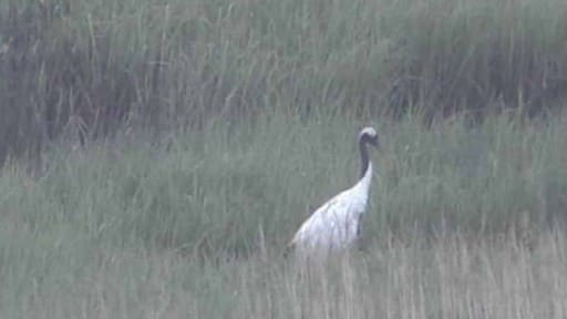 厚岸湖・別寒辺牛湿原 の動物達