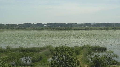 伊豆沼のガンカモ類 