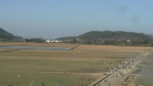 出水平野のツル