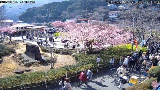 河津桜まつり