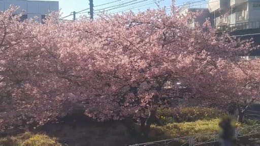 三浦海岸駅の河津桜