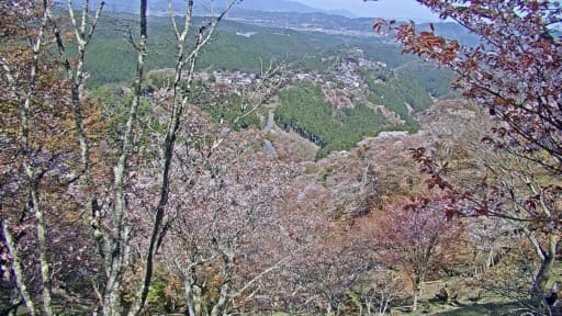吉野山から望む吉野桜と町並み