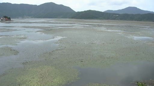 三方湖の水鳥