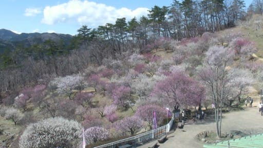 宝登山