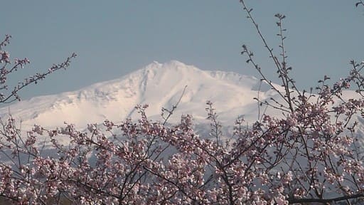 にかほ市 観音潟・竹嶋潟の桜