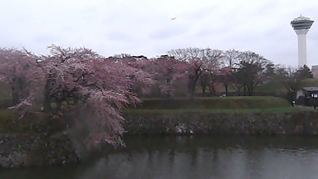 五稜郭公園・函館公園の桜