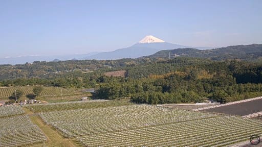 伊豆市から望む富士山とブドウ畑