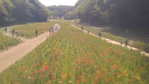 くりはま花の国
