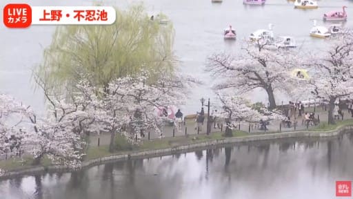 上野・不忍池の桜 (日テレ)