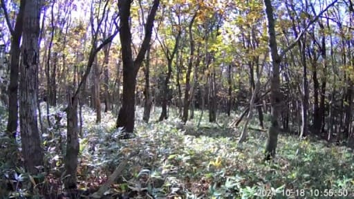 知床の森 動物観察