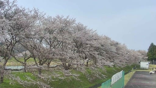 仙北市の桜スポット