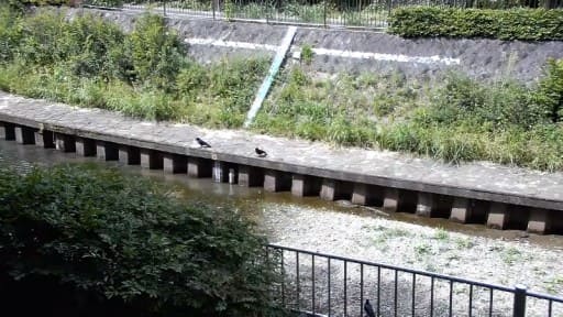 善福寺川 白山前橋