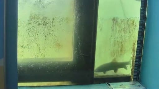 長良川河口堰 魚道観察窓