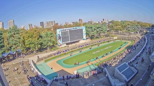 東京競馬場 パドック