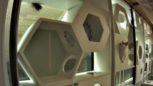 保護猫カフェ 東京キャットガーディアン