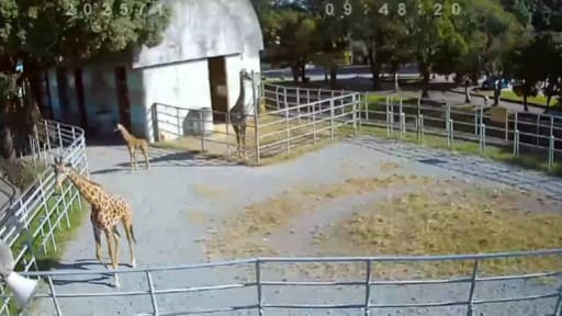 熊本市動植物園 マサイキリン